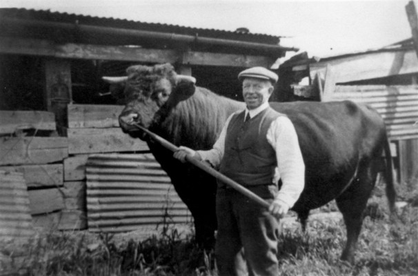 Farmer Parnham with his Lincoln Red bull Farmer Parnham with his Lincoln Red bull